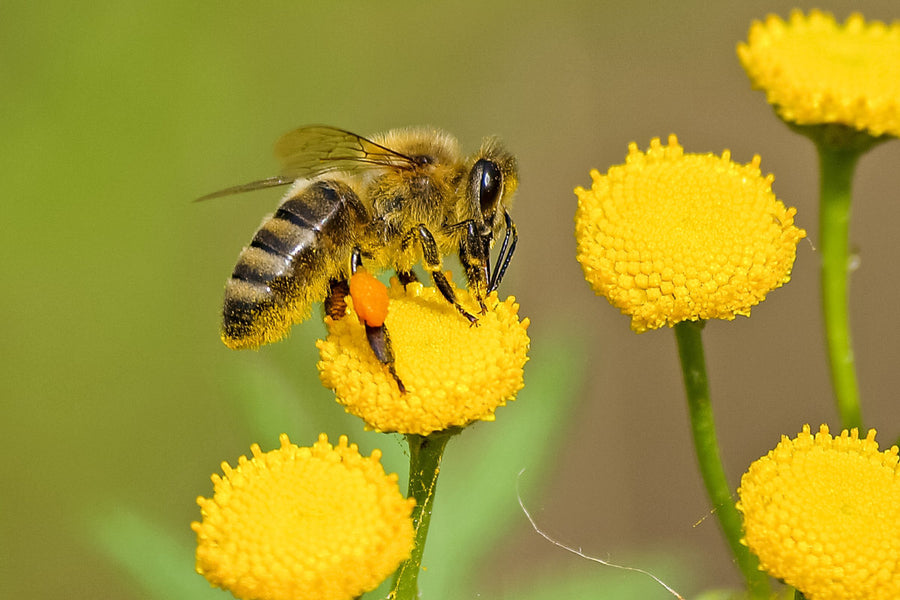 National Honeybee Day